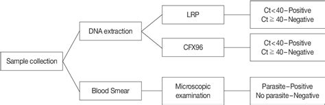 Figure 1 From Clinical Usefulness Of LabChip Real Time PCR Using Lab On