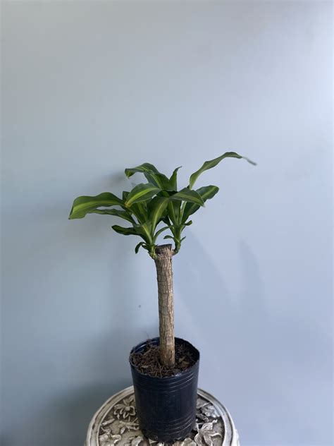 Dracena Masangeana Mediana Palo De Agua Vivero 212 Mar Del Plata