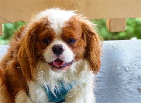 King Charles Spaniel Free Stock Photo - Public Domain Pictures