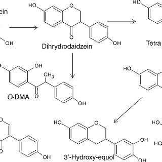 Proposed Pathways Of Bacterial Metabolism Of Daidzin And Daidzein