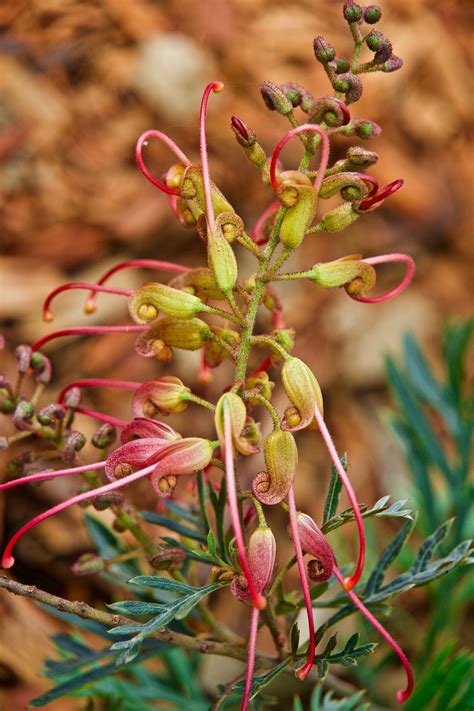 Flower Grevillea Native Free Photo On Pixabay Pixabay