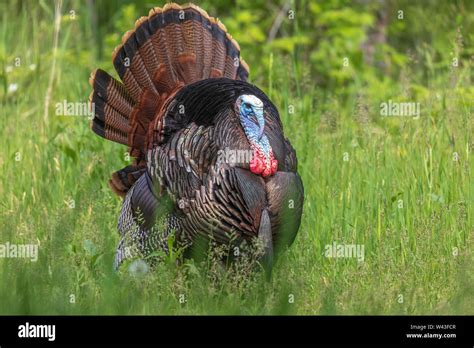 Eine Henne Stockfotos Und Bilder Kaufen Alamy