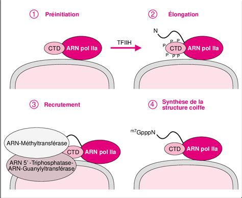 Figure From La Structure Coiffe Des Arn Messagers Semantic Scholar