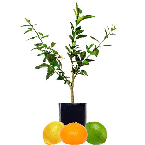 Citrus Fruit Salad Trees