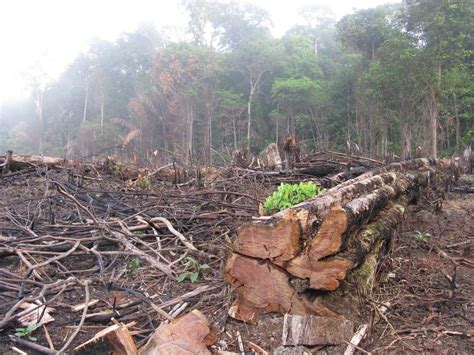 La tasa de deforestación anual de la Amazonia brasileña alcanza los