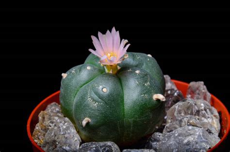 Peyote Cactus Stock Photos, Pictures & Royalty-Free Images - iStock