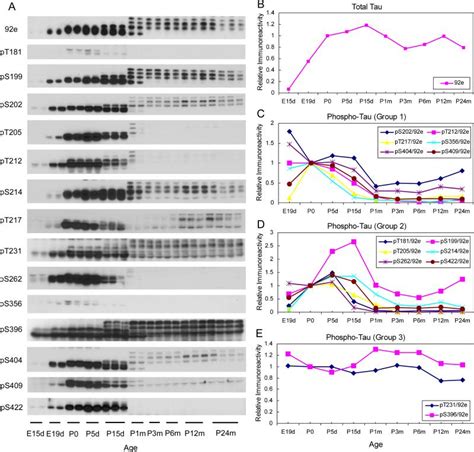 Developmental Regulation Of Tau Phosphorylation Tau Kinases And Tau