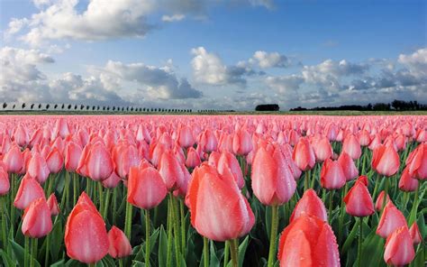 Die 70 Besten Tulpen Hintergrundbilder