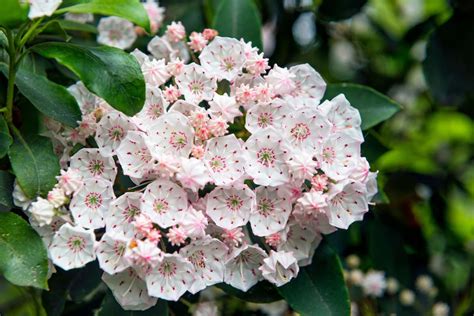 Fall Flowering Evergreen Shrubs