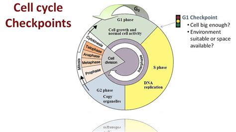 Cell Cycle Regulation Pdf