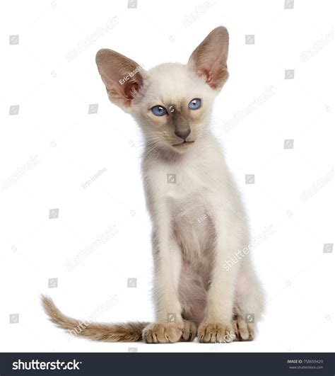Oriental Shorthair Kittens