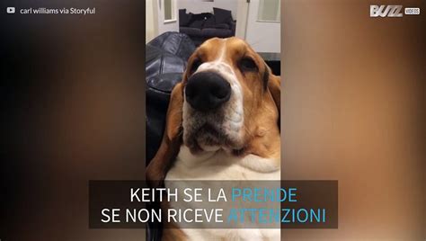 Cane sospira nel sofà per attirare attenzioni Video Dailymotion