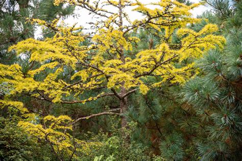 How to Grow and Care for Golden Larch Tree