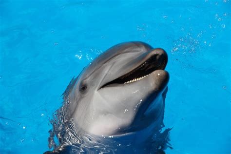 10 Amazing Facts About Bottlenose Dolphins Discover Walks Blog