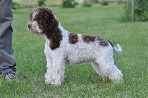 Lagotto Romagnolo carattere cure curiosità e consigli su questa razza