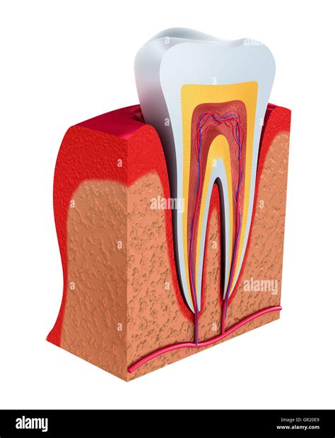 Section Of The Tooth Pulp With Nerves And Blood Vessels D