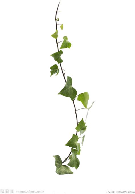 Download Common Ivy Virginia Creeper Vine Leaf Plant Creeper Plant