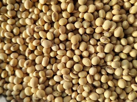 Oganic Soybean Seeds At Rs 60 Kg Organic Soybean Seeds In Pune ID