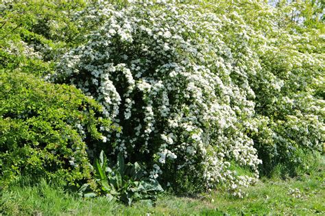 North Stoke Hawthornwhitethorn May Thorn Crataegus Monogyna