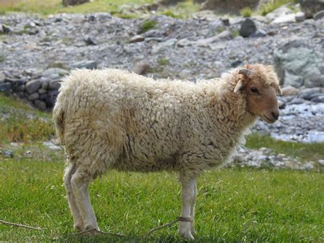 Animals of Ladakh - Tripoto