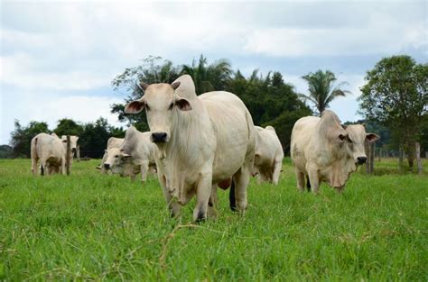 Agroalmas Promove Dia De Campo Sobre Bovinocultura Conex O