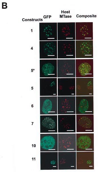 Co Localization Of Host Dna Mtase With Replication Foci And The