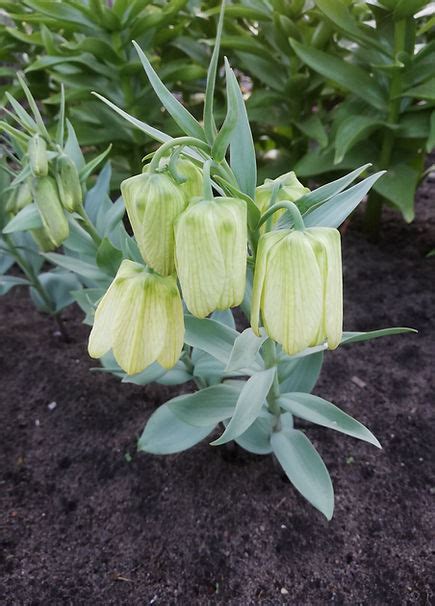 Fritillaria Pallidiflora V G Rare Plant Nursery