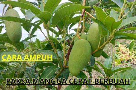 Cara Pruning Pohon Mangga Kecil Yang Benar Supaya Cepat Berbuah Selama