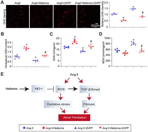 Neferine Mitigates Angiotensin Ii Induced Atrial Fibrillation And