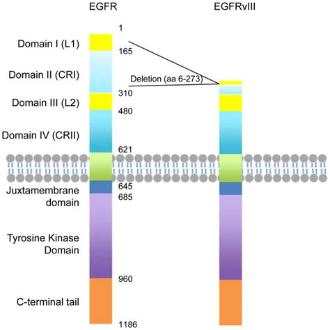 Egfrviii In Glioblastoma Creative Bioarray