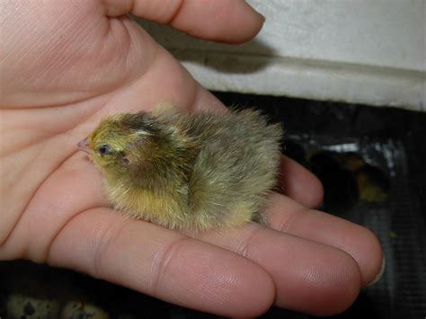 Unique Coturnix quail Colors | BackYard Chickens - Learn How to Raise Chickens