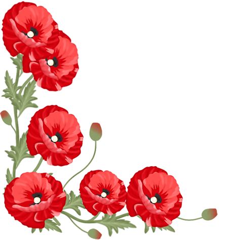 Poppy Flower Illustration 23451139 Png