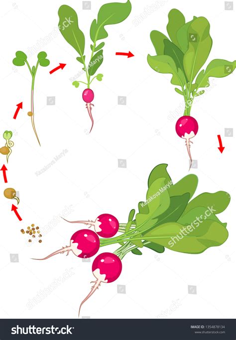 Life Cycle Radish Plant Stages Radish Stock Vector Royalty Free