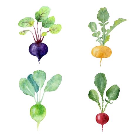 Premium Vector Watercolor Set Of Fresh Beet Radish Turnip Isolated