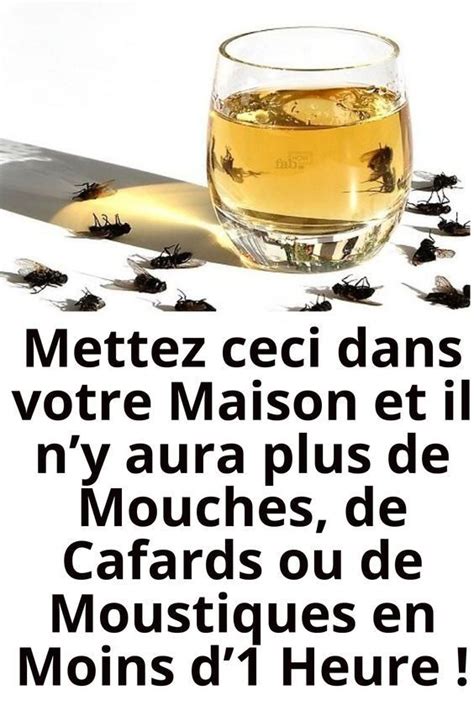 Mettez Ceci Dans Votre Maison Et Il Ny Aura Plus De Mouches De