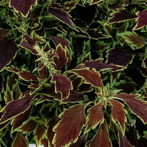 Coleus Scutellarioides Down Town Le Freak Lucas Greenhouses