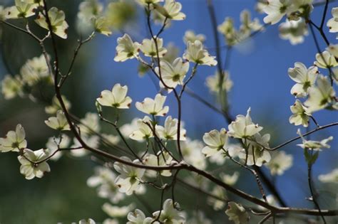 White Flowers Are Blooming On The Branches Of A Tree With Blue Sky In