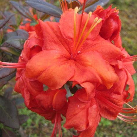 Azalea Gibraltar Exbury ScotPlants Direct UK