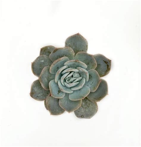 Echeveria Caly Argentea Comprar En Succumom