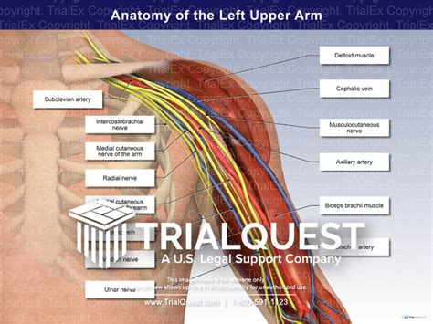 Anatomy of the Left Upper Arm - Trial Exhibits Inc.