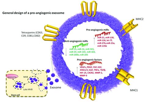 The Exosomes Are Primarily Located In The Multivesicular Body Mvb Of