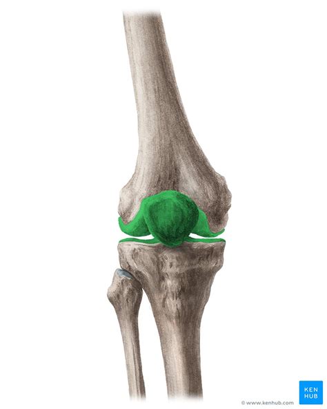 11PE Anatomy And Biomechanics Jeopardy Template