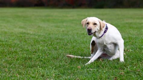 Seasonal Allergies in Dogs | PetMD