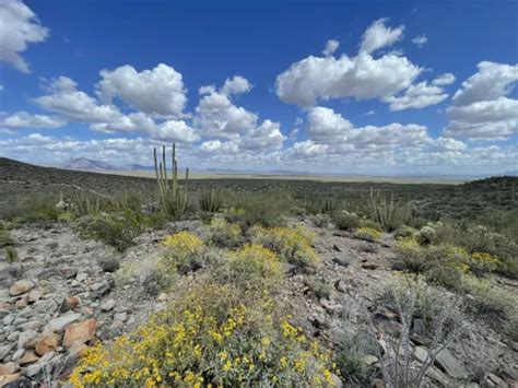 10 Best Hikes and Trails in Organ Pipe Cactus National Monument | AllTrails