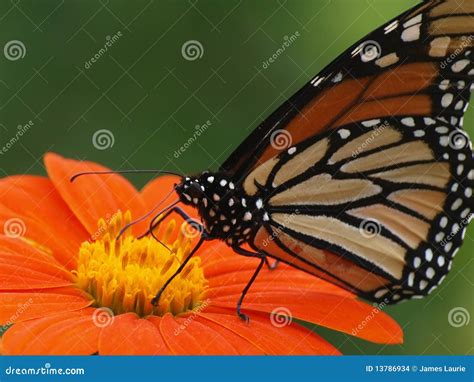 Borboleta De Monarca Foto De Stock Imagem De Borboleta