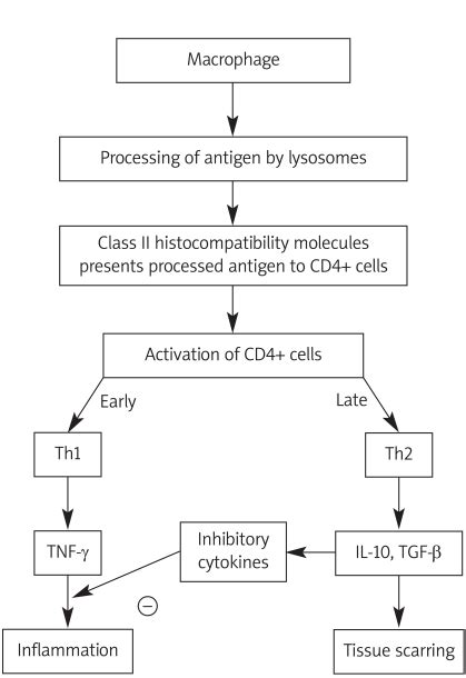 This Figure Illustrates The Pathogenesis Of Cardiac Sarcoidosis Download Scientific Diagram