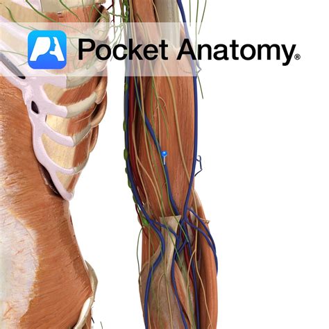 Brachial vein - Pocket Anatomy