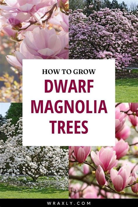 How To Grow And Care For A Dwarf Magnolia Tree Updated Artofit