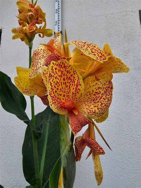 Canna Havanna / Canna / Unsere Pflanzen | Exotische Pflanzenwelt