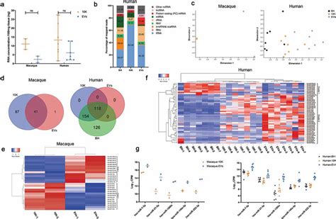 Small RNA Profiles Of BdEVs From Two Macaque And Seven Human Brain